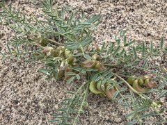 Astragalus geyeri