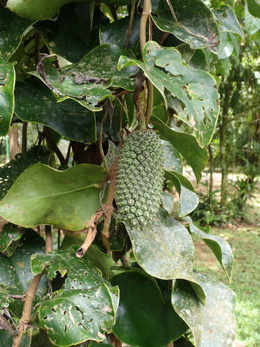 giant monstera (Monstera tuberculata)