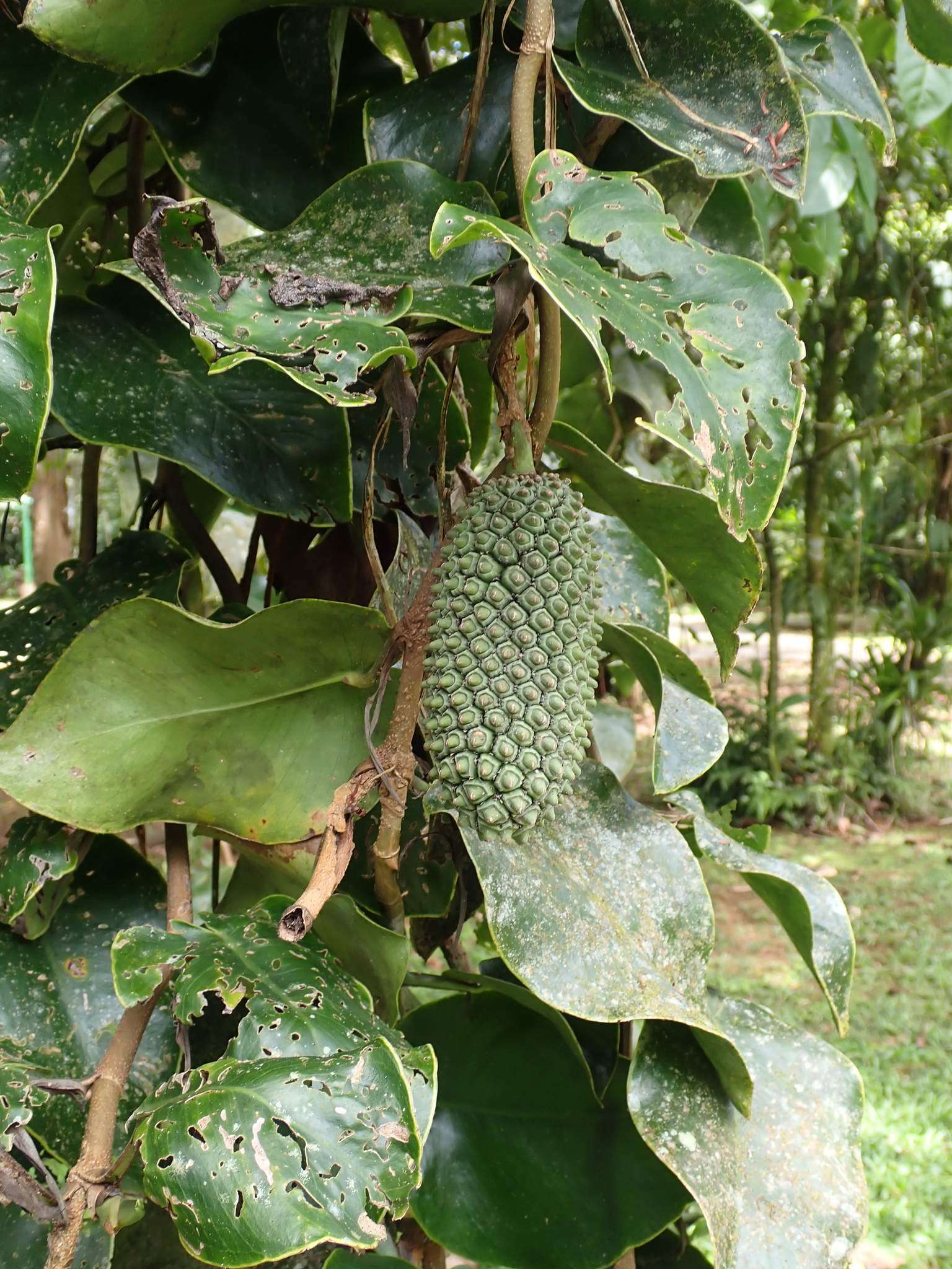 Giant Monstera (Monstera tuberculata)