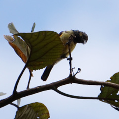 Passeriformes