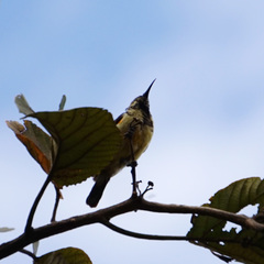 Passeriformes
