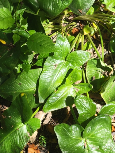 Arum palaestinum