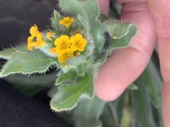 Amsinckia lycopsoides