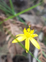 Tricoryne