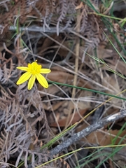 Tricoryne