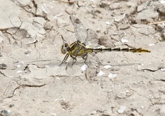 Phanogomphus militaris