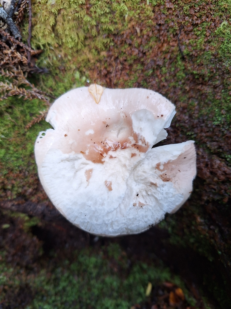 Russula purpureotincta · March 2026 · photo: © heidimeudt (iNaturalist, cc-by)