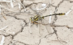 Phanogomphus militaris