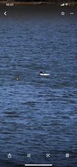 Mergus merganser