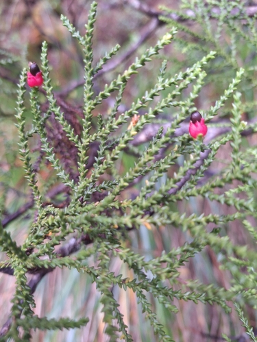 Yellow silver pine (Lepidothamnus intermedius)