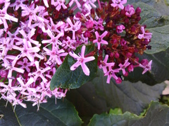 Clerodendrum bungei