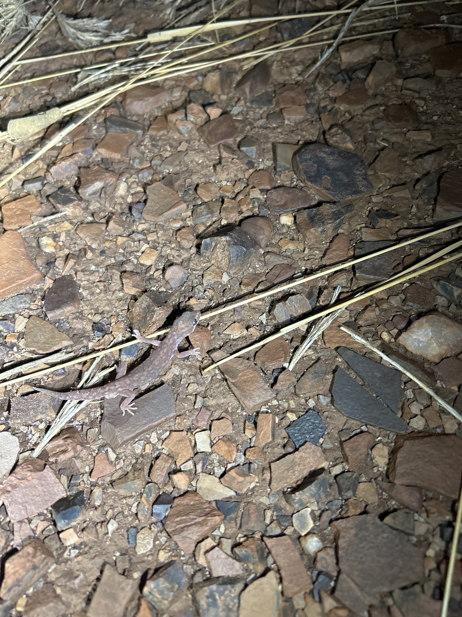 Pilbara Ground Gecko photo 3