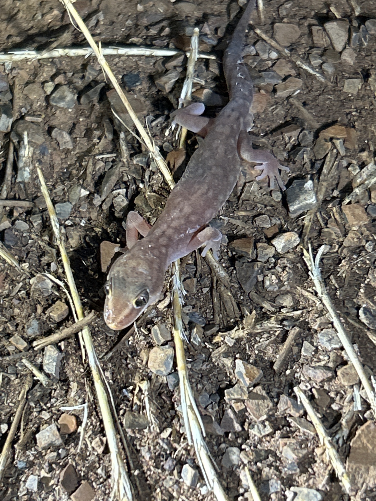 Pilbara Ground Gecko photo 2