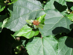 Clerodendrum bungei
