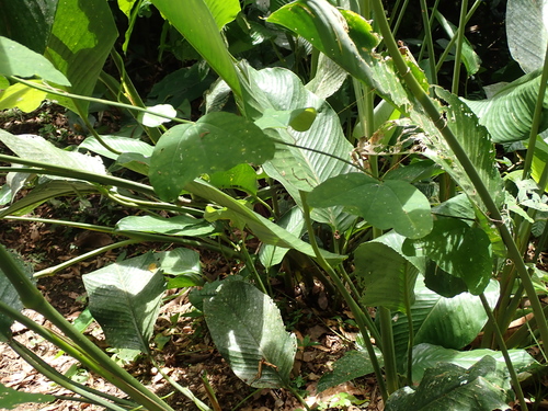 Goeppertia macrosepala (Goeppertia macrosepala)