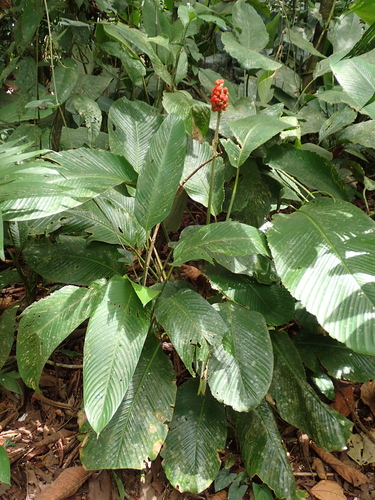 Goeppertia gymnocarpa (Goeppertia gymnocarpa)