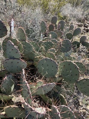 Opuntia dulcis