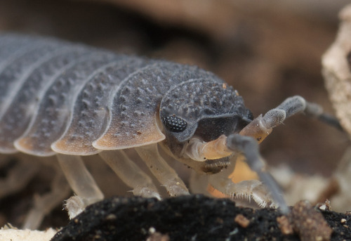 Common Rough Woodlouse, photo 2 of 10