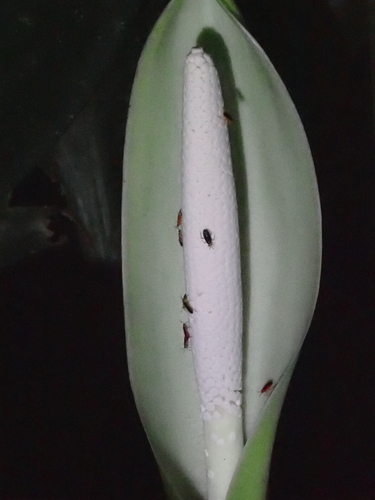 Dieffenbachia nitidipetiolata (Dieffenbachia nitidipetiolata)