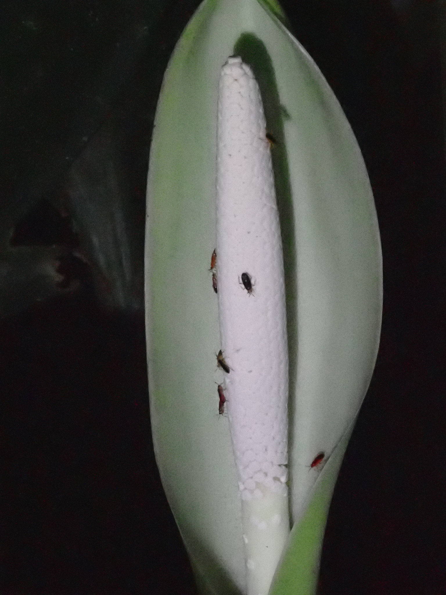 Dieffenbachia Nitidipetiolata (Dieffenbachia nitidipetiolata)