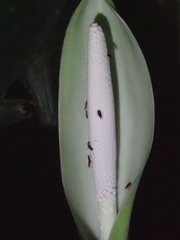 Dieffenbachia nitidipetiolata (Dieffenbachia nitidipetiolata)