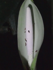 (c) Lena Struwe, some rights reserved (CC BY-SA) Dieffenbachia nitidipetiolata, photograph (c) Lena Struwe, some rights reserved (CC BY-SA)