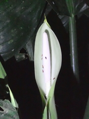 (c) Lena Struwe, some rights reserved (CC BY-SA) Dieffenbachia nitidipetiolata, photograph (c) Lena Struwe, some rights reserved (CC BY-SA)