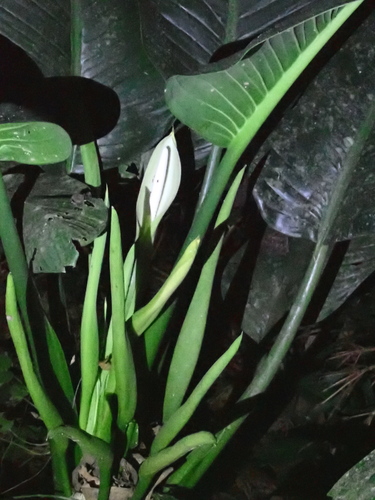 Dieffenbachia nitidipetiolata, photograph 4