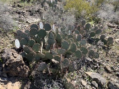 Opuntia dulcis