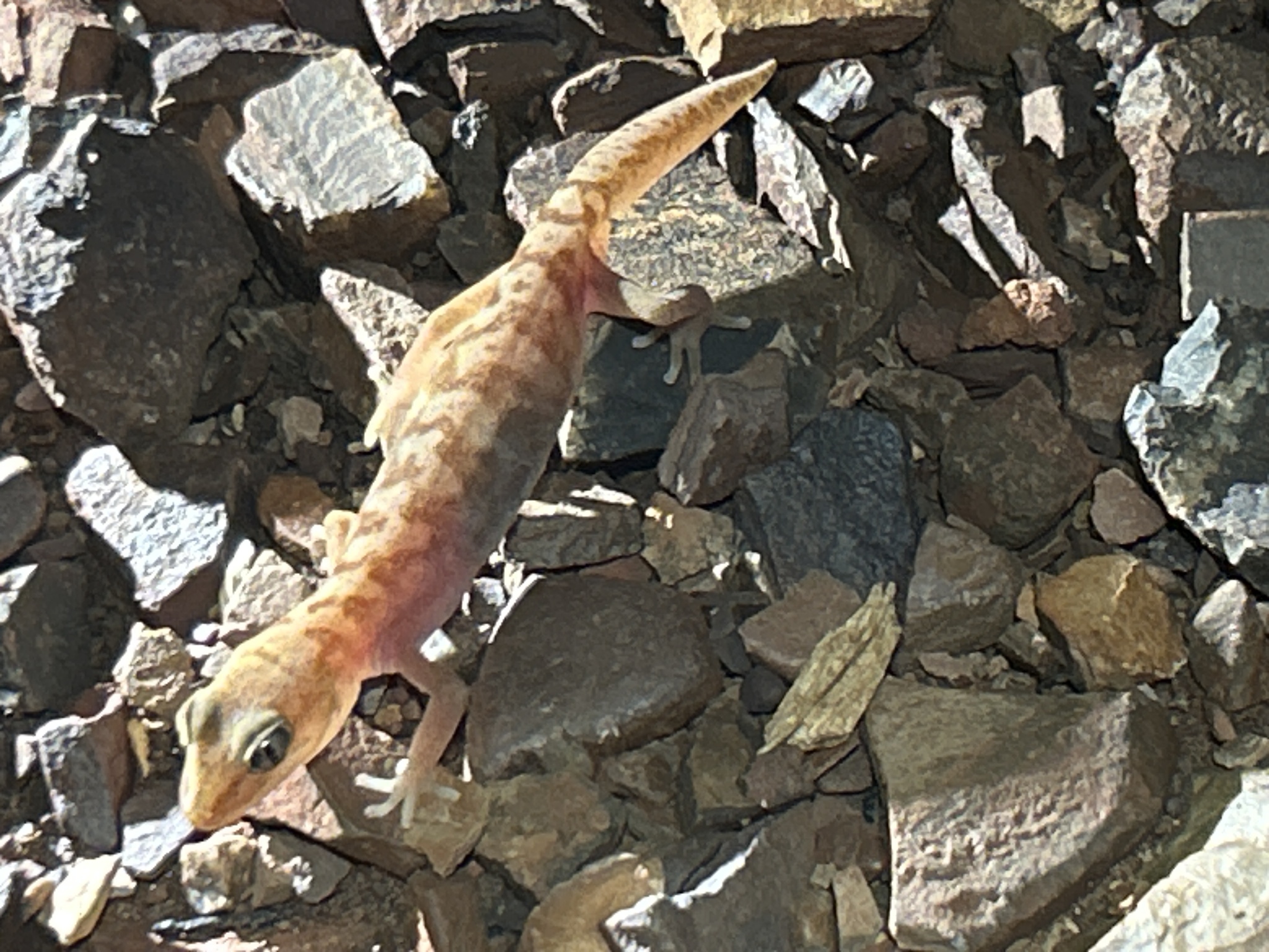 Pilbara Ground Gecko photo 4