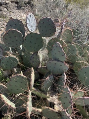 Opuntia dulcis