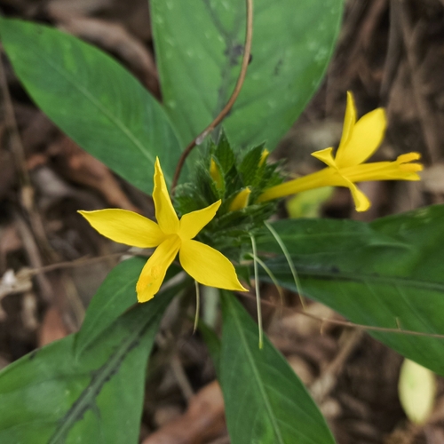 Barleria oenotheroides, photograph 3