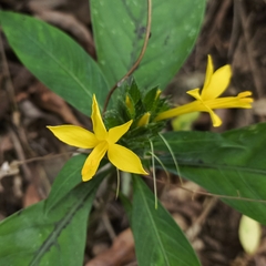 Barleria oenotheroides, photograph (c) Matteo Cassella, some rights reserved (CC BY-SA)