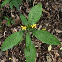 Barleria oenotheroides, photograph (c) Matteo Cassella, some rights reserved (CC BY-SA)