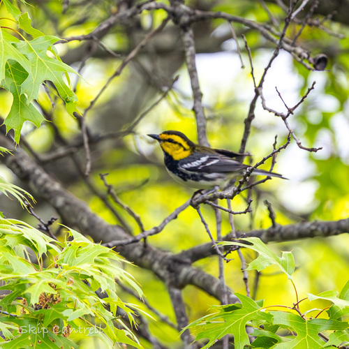 Golden-cheeked Warbler (Setophaga chrysoparia), photo 3