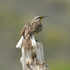 Western Meadowlark photo 6