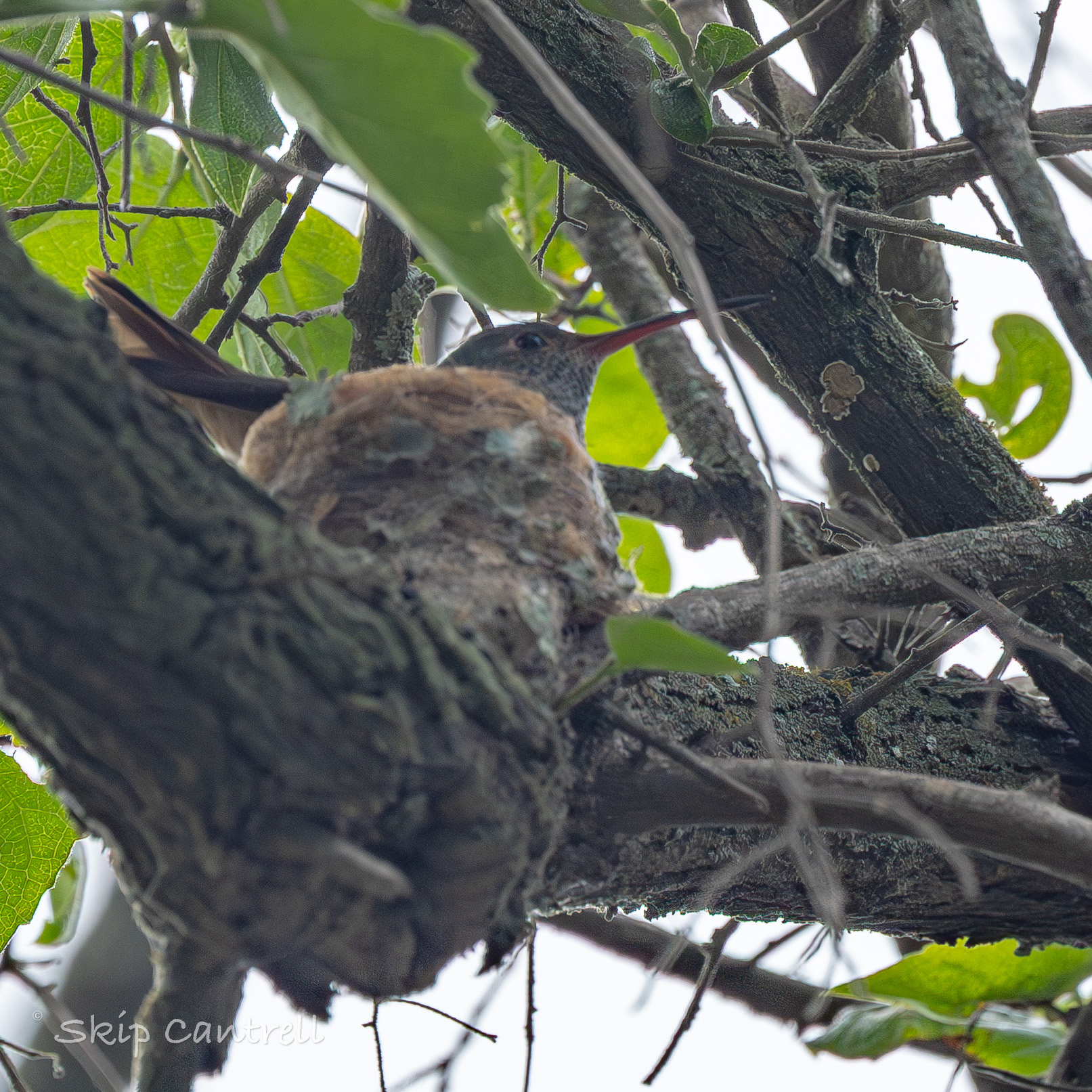 Buff-bellied Hummingbird (Amazilia yucatanensis), photo 7