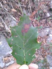 Quercus runcinatifolia