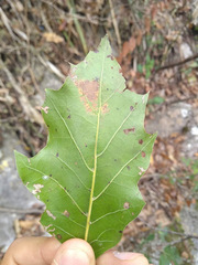 Quercus runcinatifolia