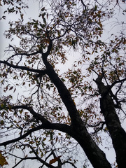 Quercus runcinatifolia