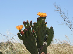 Opuntia bonaerensis