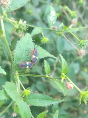 Dysdercus albofasciatus