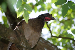 Ortalis ruficauda ruficauda