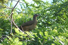 Ortalis ruficauda ruficauda