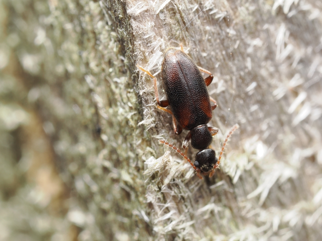Cordicollis instabilis