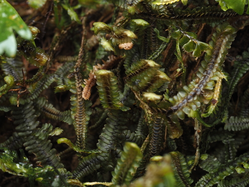 Marchesinia brachiata