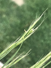 Brachypodium distachyon