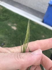 Brachypodium distachyon