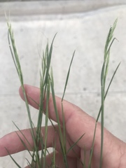 Brachypodium distachyon