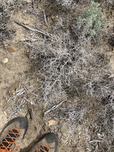 Thorny Skeletonweed (Pleiacanthus spinosus)